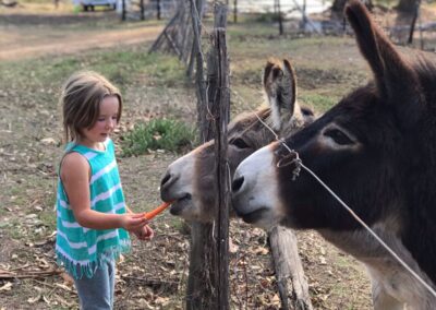 Feeding the donkeys